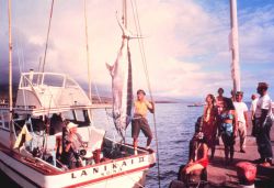Charter vessel (CPFV) displaying large blue marlin at Kona Landing. Image