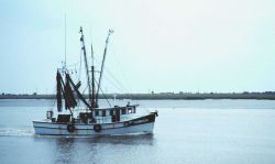 A shrimp boat approaching the Jekyll Island Municipal Pier Image