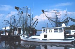A wing-net shrimper Image