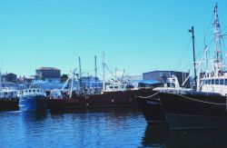 Trawlers in port Image