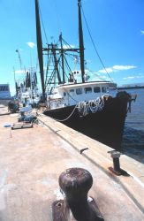 A few of the Gulf of Mexico Croaker boats Image