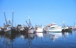 Commercial clam and recreational fishing boats on the Woodcliff Canal Image
