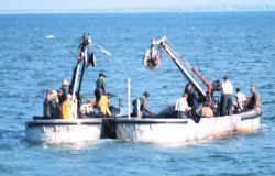 Menhaden fishing boats working from a mother ship Image