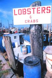 Part of the inshore lobster fleet Image