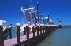 Independent scallop dredgers at Seaford Scallop Company Image