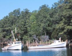 Chesapeake dead rise pound net boats tied up along the bgank of a creek Image
