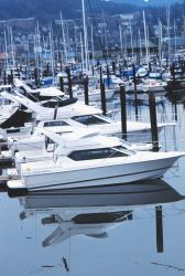 Recreational fishing vessels at Squalicum Harbor Photo