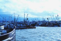 The fishing fleet at Blaine Image