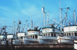 A fleet of company boats Image