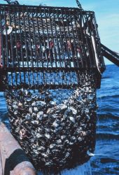 A dredge haul including live clams and empty shells Image