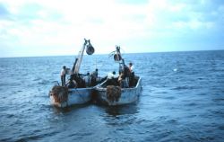 Menhaden fishing - Preparing to deploy net during two-boat purse seining operation Image