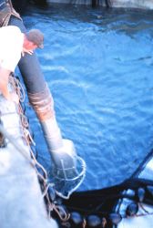 Preparing to pump the trapped fish aboard the menhaden fishing mother vessel Image