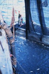 As the net draws tighter a few fish are seen as the initial casualties of the progressive compression of the school within the net Image