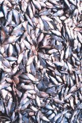 Menhaden fishing - menhaden in the hold of the mother vessel Image