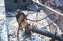 Menhaden fishing -off-loading the catch Image