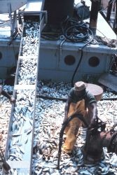 Menhaden fishing -off-loading the catch Image