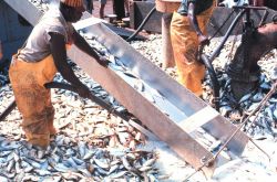 Menhaden fishing -off-loading the catch Image