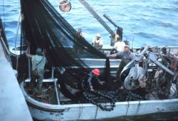 Menhaden fishing - securing the nets after a day's fishing Image