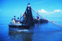 Menhaden fishing - pursing menhaden net with power blocks Image