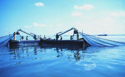 Menhaden fishing - beginning to haul in the purse seine with the power blocks Image
