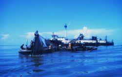 Menhaden fishing - purse seine boats closing the purse with mother vessel waiting in the background Image