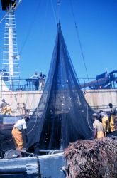 Menhaden fishing - getting ready to pump fish aboard the mother vessel Image