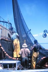 Menhaden fishing - drawing net tight for pumping fish aboard the mother vessel Image