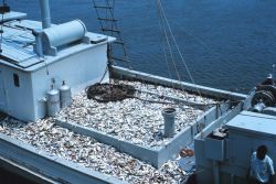 Menhaden fishing - a carrier vessel taking a load of menhaden to a processing plant Image