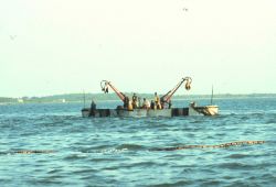 Menhaden fishing - purse seiner boats ready to begin closing the purse Image