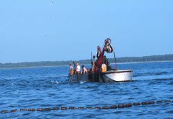 Menhaden fishing - purse seiner boats ready to begin closing the purse Image