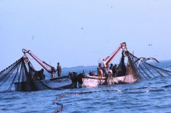 Menhaden fishing - purse seiner boats closing the purse using power blocks Image
