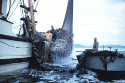 Alaskan purse seiner lifting a catch of herring to the deck Image