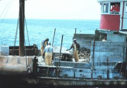 Hand-picking oysters from dredge material Image