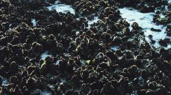 An oyster bed Image