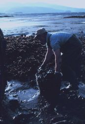 Picking oysters by hand at low tide Image