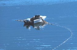 A native American gillnet fishing in the Columbia River Image