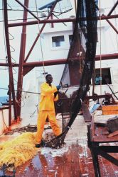 Emptying the net prior at the end of a trawl run Image