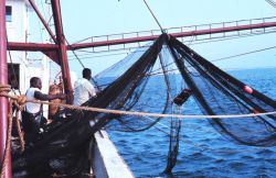 Preparing the net for a trawl run Image