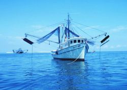 A double rigged shrimp trawler with nets and otterboards hanging outboard Image