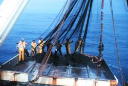 Beginning to flake down the net after completing a set and beginning to retrieve the net prior to harvesting the fish. Image