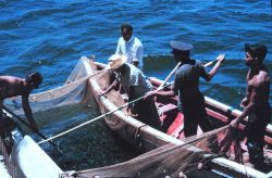 Baitfish in a small net being transferred to the live well of R/V UNDAUNTED Image