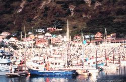 Commercial fishing vessels at Cordova. Image