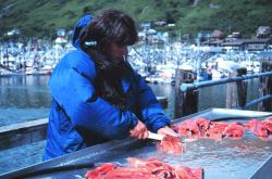 Preparing salmon in anticipation of a community fish fry in support of the United Seiners Association Image