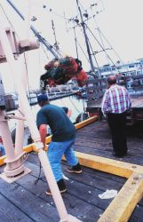 Hoisting used nets for maintenance and preparation for another cruise Image