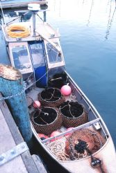 Commercially harvested sea urchins being offloaded from the F/V RAPTOR at the commercial fishing marina Image