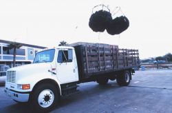 Commercially harvested sea urchins being offloaded from fishing vessel and for shipping to a processing plant Image