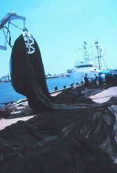 Mountains of nets, chain, and line - some of the working gear of commercial tuna boats Image