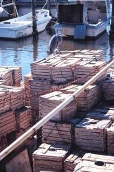 A heron takes a rest on a pile of stone crab traps Image
