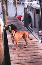 A fisherdog guards his master's boat near Triangle Fisheries Image