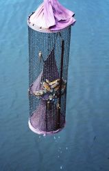 An eel trap on display at the Chesapeake Bay Maritime Museum Image